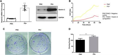 CC-223, NSC781406, and BGT226 Exerts a Cytotoxic Effect Against <mark class="highlighted">Pancreatic Cancer Cells</mark> via mTOR Signaling